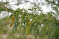 Prosopis cineraria